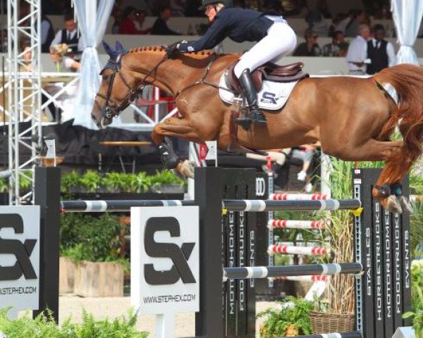 Springpferd Chloe' (Hannoveraner, 2007, von Chequille 2)