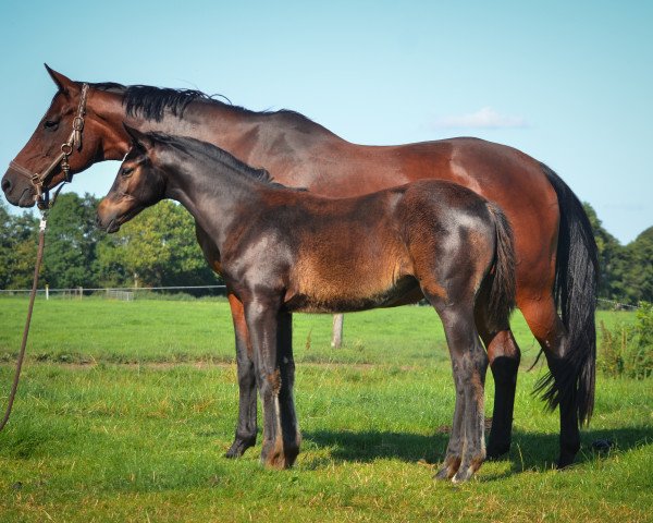 broodmare Charisma (Trakehner, 2020, from Hibiskus)