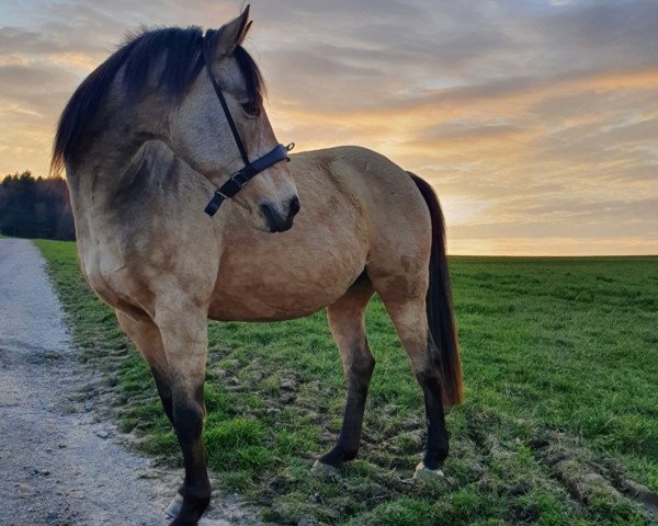 broodmare Goldina (German Riding Pony, 2004, from FS Pearcy Pearson)