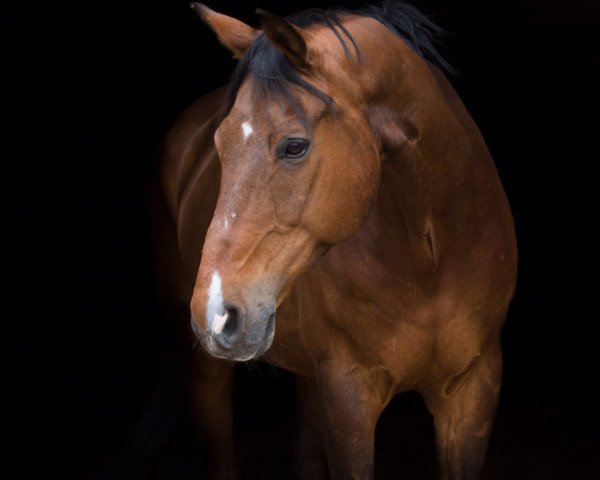 Springpferd Forever 129 (Oldenburger, 2000, von Forrester)