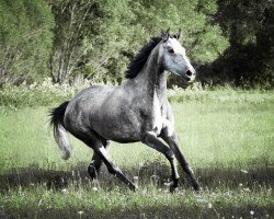 broodmare Burberry (KWPN (Royal Dutch Sporthorse), 2016, from Bairactar Olympus)