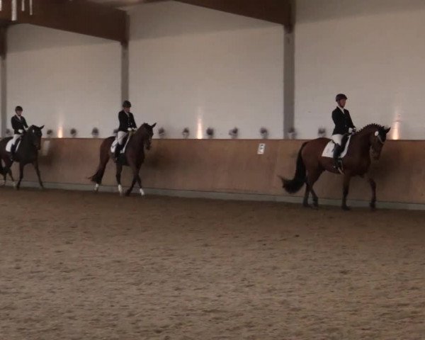 Dressurtage Gut Hohenkamp 2014