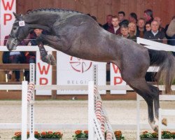 jumper Que Sera van Der Bien (Belgian Warmblood, 2016, from Deauville van T&L)