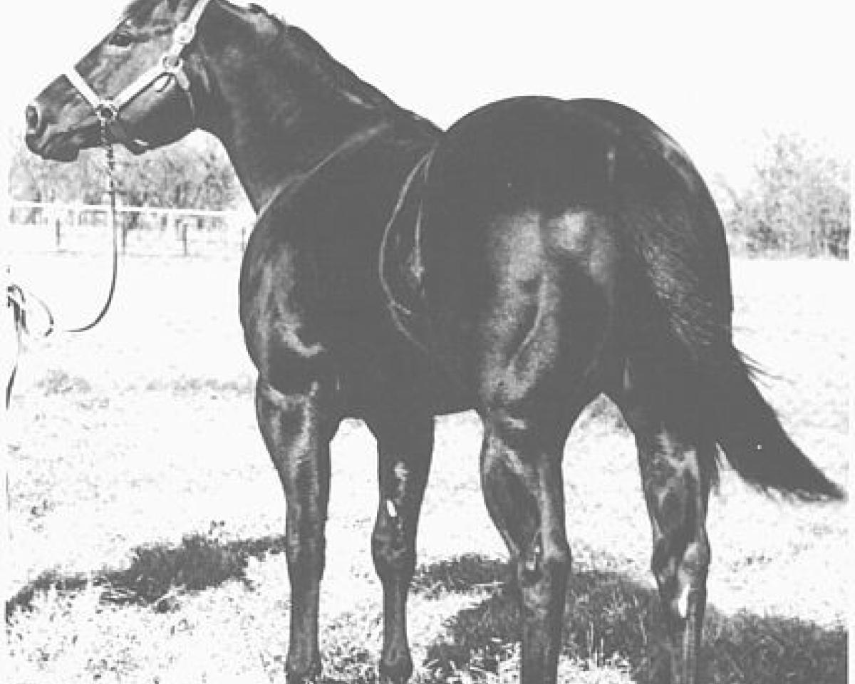 Plemeník Three Chicks (Quarter Horse, 1959, od Three Bars xx)