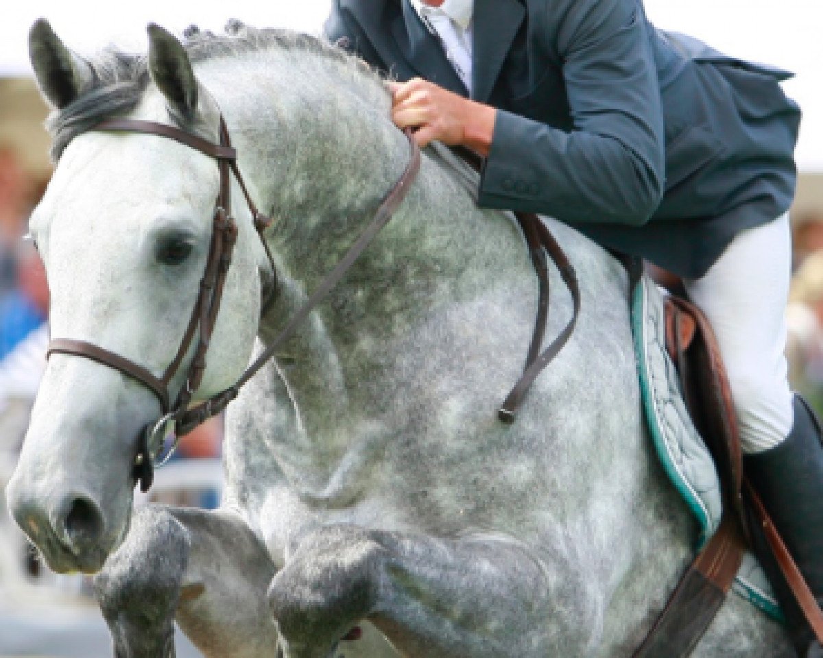 horse Coupe de Dinard (Hanoverian, 2006, from Calido I)