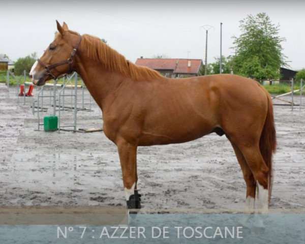 horse Azzer de Toscane (Selle Français, 2010, from Diamant de Semilly)