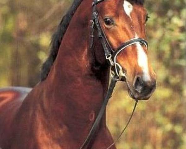 Pferd LARIUS (Oldenburger, 1996, von Landgraf I)