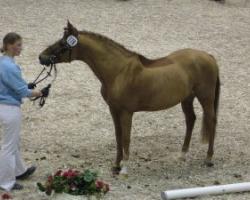 Stallion Colonel (German Riding Pony, 1990, from Colorado)