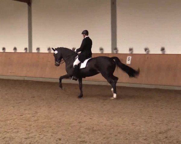 Dressurtage Gut Hohenkamp 2014