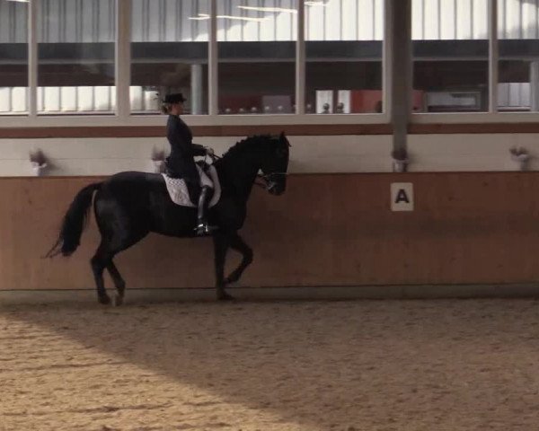 Dressurtage Gut Hohenkamp 2014