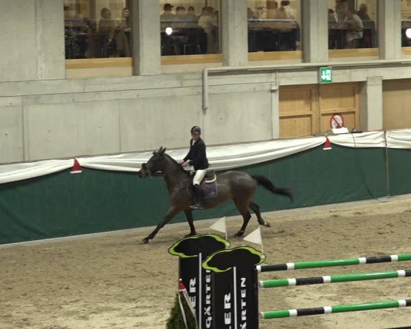 Reitturnier Dielsdorf 2025