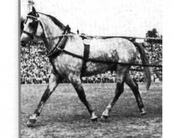 stallion Prüfer (Trakehner, 1976, from Pregel)