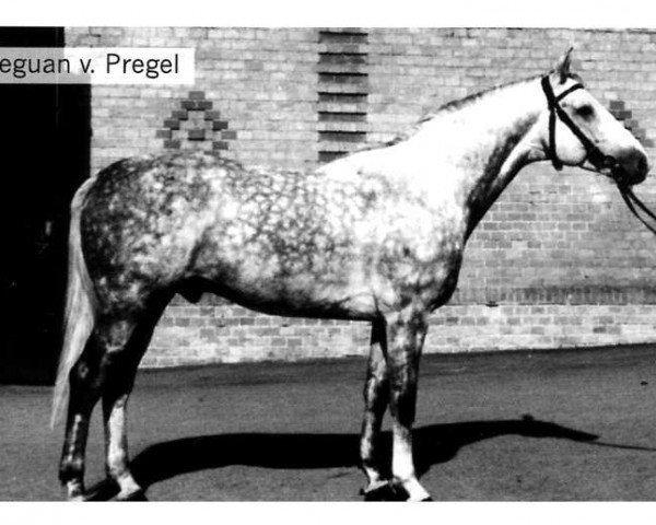 stallion Leguan (Trakehner, 1976, from Pregel) stallion Leguan (Trakehner, 1976, from Pregel)
