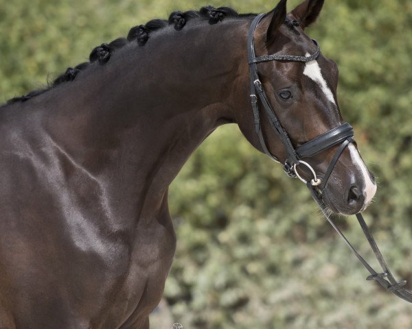 horse Krackwakwou (KWPN (Royal Dutch Sporthorse), 2015, from Goldberg)