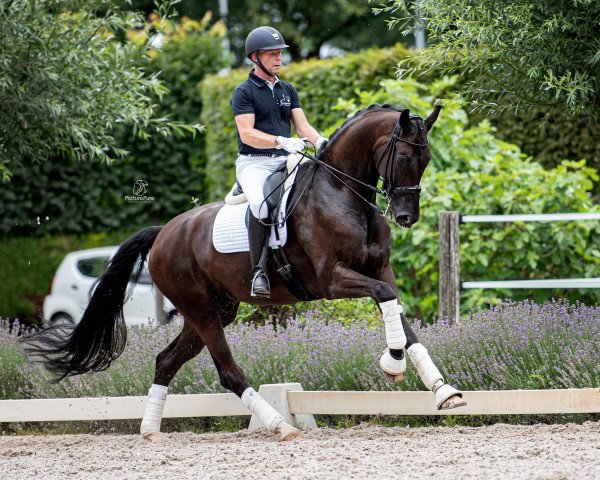 horse Hashtag (KWPN (Royal Dutch Sporthorse), 2012, from Sir Donnerhall I)
