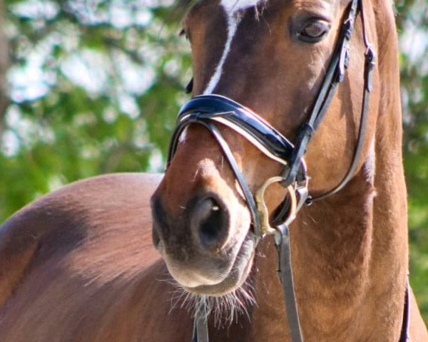 dressage horse Lamero 6 (Westphalian, 2005, from Lamerto H)