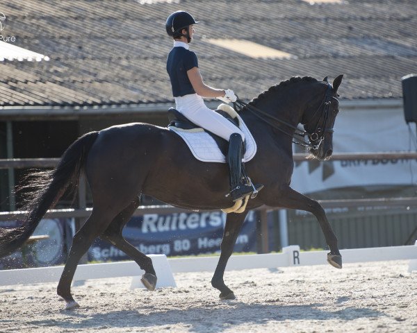 Pferd Featherstone (KWPN (Niederländisches Warmblut), 2010, von Wynton)