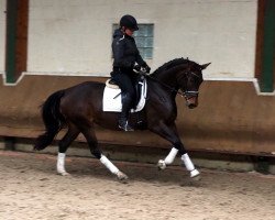 dressage horse Cafe's Frederieke (Oldenburg, 2017, from Cafe au lait 2)