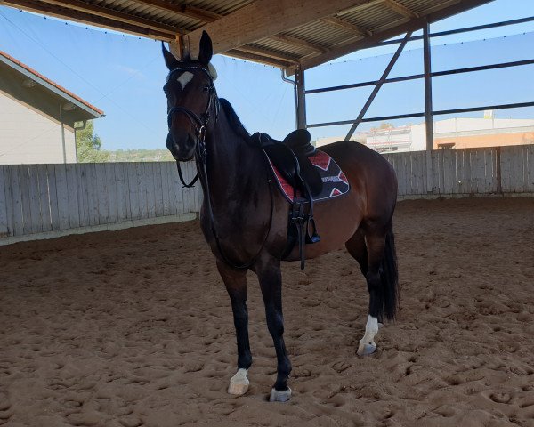 dressage horse London Lights (Hanoverian, 2007, from Lancier)