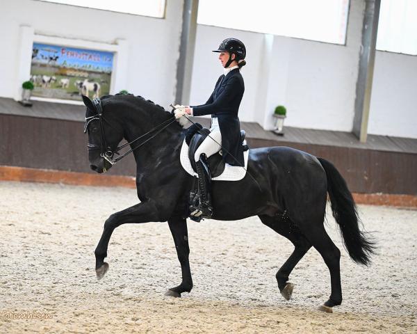 Hřebec Zauberberg (Westfálský kůň, 2017, od Zonik One)