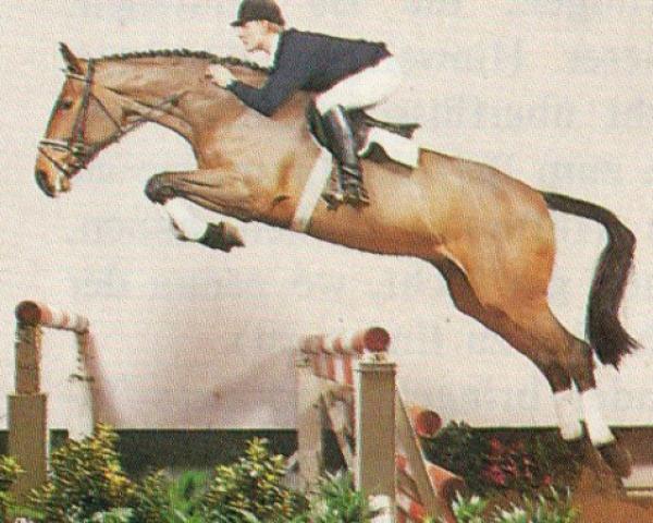 Fattrice Classic Touch (Westfalico, 1988, di Cosinus B)