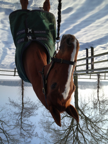 broodmare Bella (Westphalian, 2004, from Belissimo NRW)