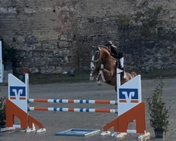 Springpferd Hans Anders (KWPN (Niederländisches Warmblut), 2012)