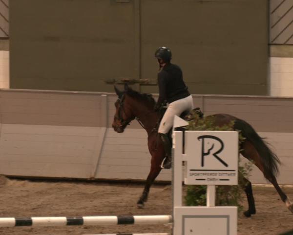 Reitturnier AZL Luhmühlen 2025