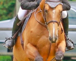 Springpferd Ratina des Mets (Selle Français, 2005, von Crown Z)