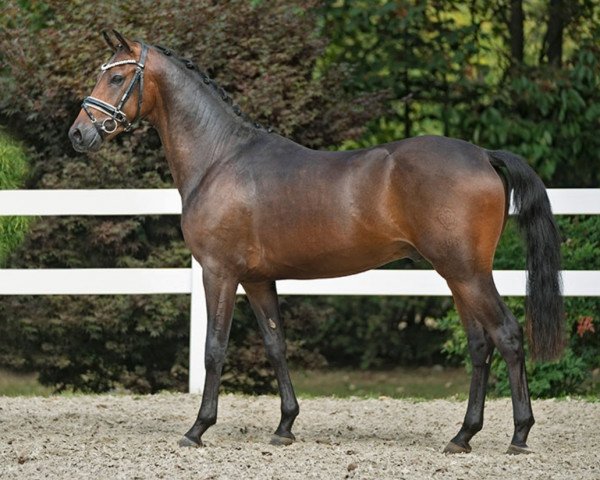Pferd Hengst von D-Power AT / Dornier B (Deutsches Reitpony, 2018, von D-Power AT)