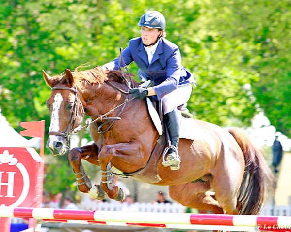 stallion Quilly de Momplaisir (Selle Français, 2004, from Flipper d'Elle) stallion Quilly de Momplaisir (Selle Français, 2004, from Flipper d'Elle)