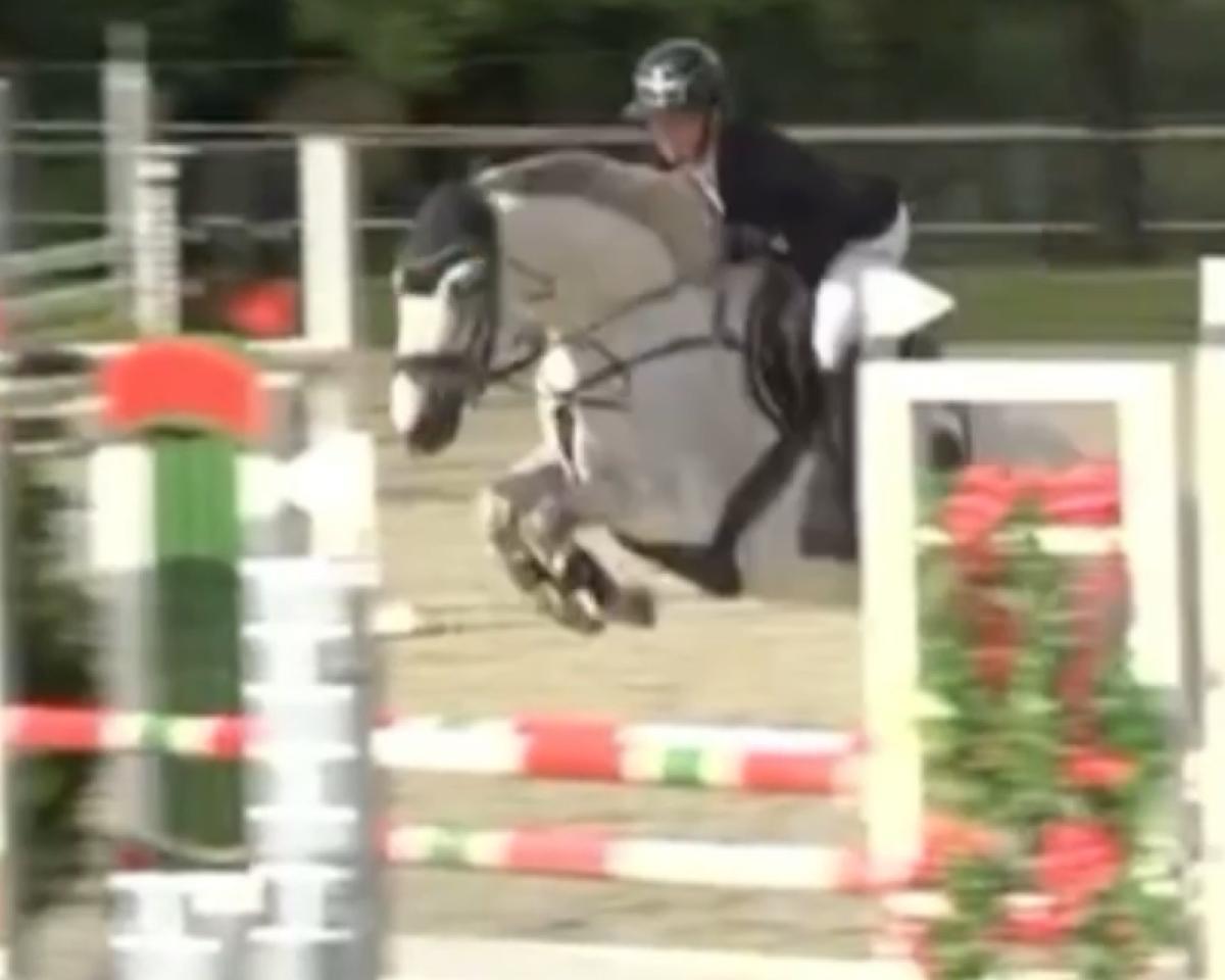 Koń skokowy Dancer 315 (Holsztyn, 2019, od Del Piero)