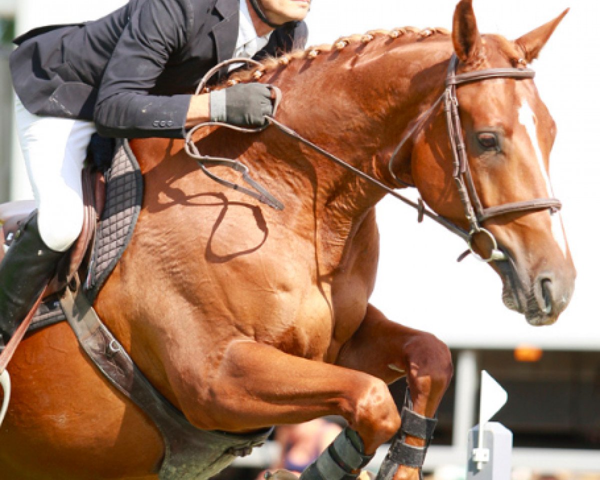 Cavallo da salto Quaprice des Joncs (Selle Français, 2004, di Eyken des Fontenis)