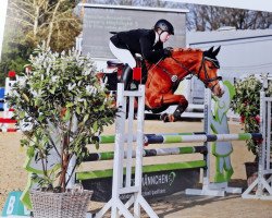 broodmare Darco's Highlight 3 (German Riding Pony, 2014, from Dabuten van Overis Z)