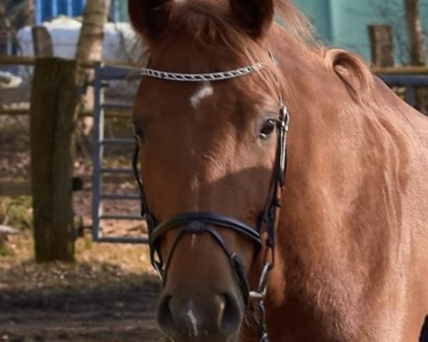 Zuchtstute Diva Rubin B (Hannoveraner, 2014, von Destano)