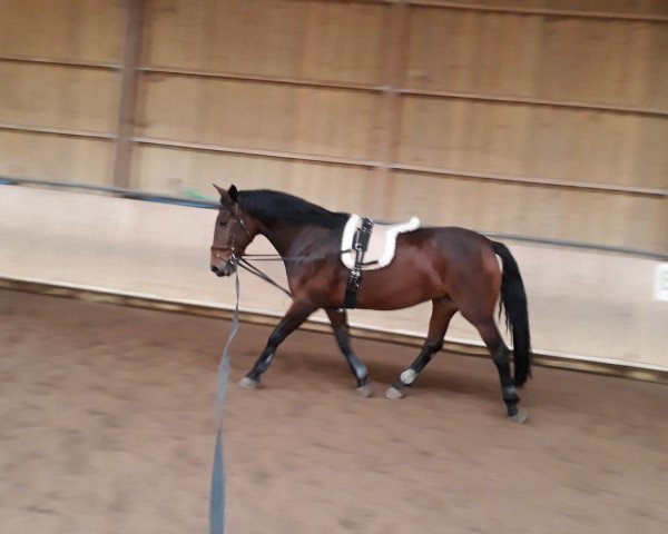 Pferd Sari 61 (Ungarisches Warmblut, 2008, von Bakonyjako-238)