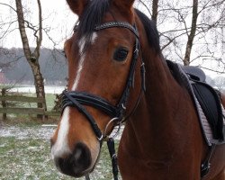 dressage horse Fine Art ST (Westphalian, 2009, from Fürst Piccolo)
