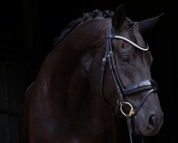 Dressurpferd Solimare (Hannoveraner, 2011, von Soliman)
