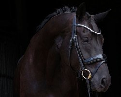 Dressurpferd Solimare (Hannoveraner, 2011, von Soliman)