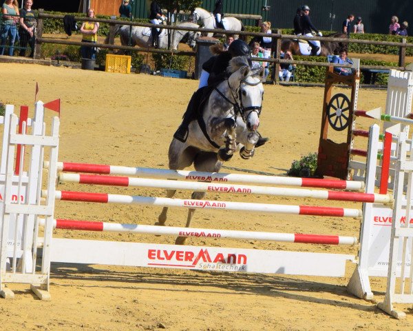 Zuchtstute Cilly Pepper (Westfale, 2011, von Camax L)