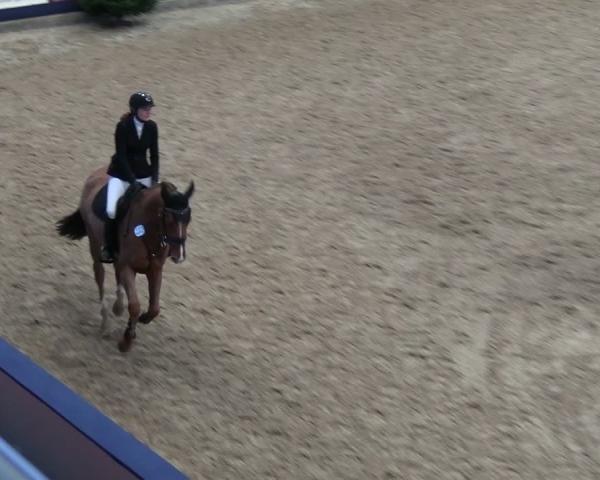 Reitturnier Neustadt/Dosse - Graf von Lindenau-Halle 2025