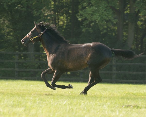 stallion Golden Horn xx (Thoroughbred, 2012, from Cape Cross xx)