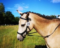 Springpferd Top Dundee II (Connemara-Pony, 2012, von Shadow's Dun)