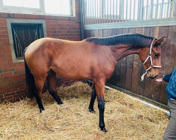 horse Valerie (Oldenburg, 2019, from Valverde NRW)