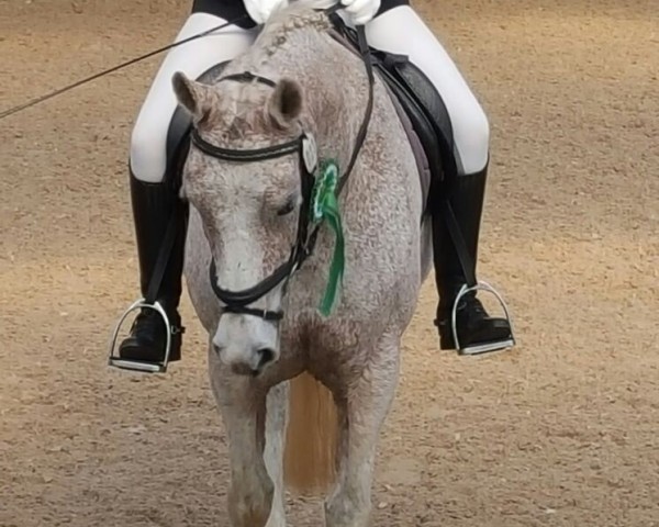 dressage horse Bellevue 97 (Mecklenburg, 2000, from Brokat)