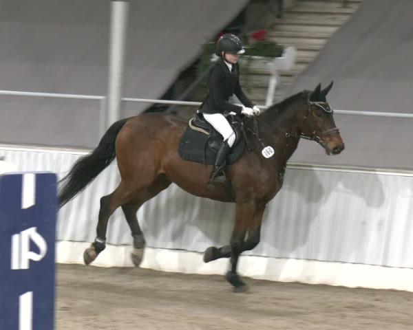 Reitturnier Verden 2025