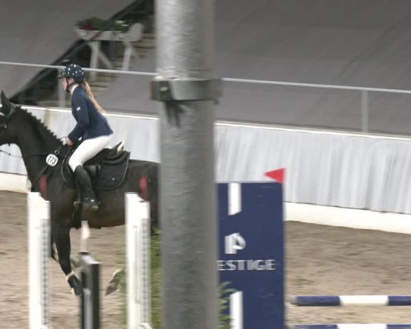 Reitturnier Verden 2025