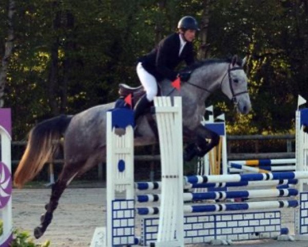 horse Belzebuth Maoucha (Selle Français, 2011, from Padock du Plessis)