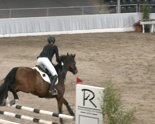 Reitturnier Verden 2025