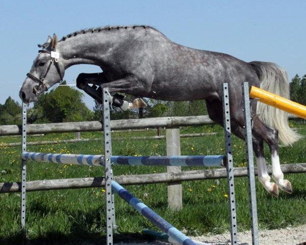 horse Vendredi Maoucha (Selle Français, 2009, from Mercredi de Mars)